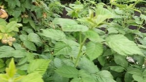 Малина Столешник! Удивительно вкусный и урожайный сорт! Омск, 13.07.2021г.