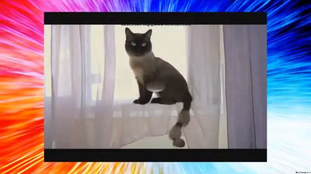 Улётная модная причёска у кошки смотреть онлайн