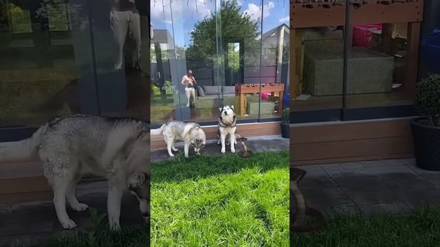 Ядовитая Кобра заползла к Собакам во Двор! смотреть онлайн