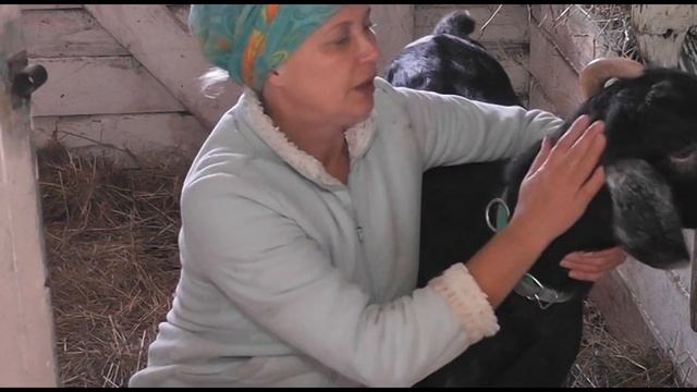 Лазарет для коз / Кратко о выбраковке смотреть онлайн