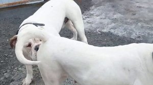 ВЯЗКА американских бульдогов 26 марта 2023