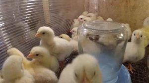 Обзор цыплят РОСС308 (Белоруссия) // Первое впечатление // Нескучная жизнь в деревне