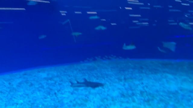 Приморский океанариум Аквариум релаксация   24