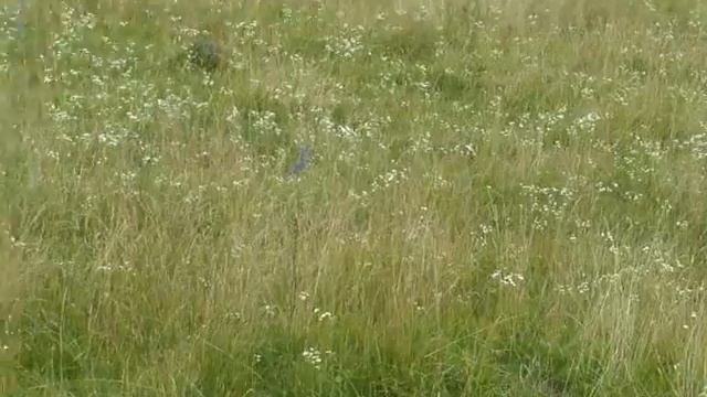 мотокрос:г.Глухів 29.06.2014 2 серія. С BENDERом! смотреть онлайн