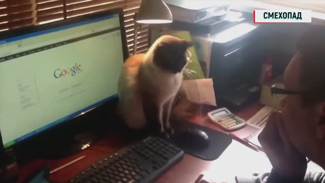 Funny animal топовая подборка буллинговых приколов с животными март 2024 смотреть онлайн