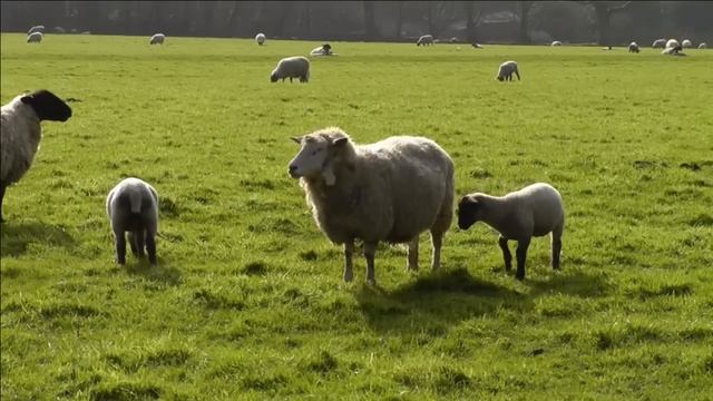 Dog TV Watching - Videos For Dogs - Sheep Sounds And Lambs Baaing ~ Relax With Nature