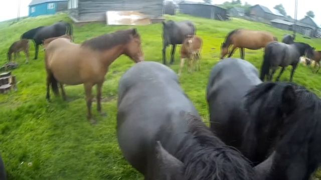 ФЕРМЕРСКИЙ ТАБУН ЛОШАДЕЙ У НАС В ГОСТЯХ/A FARMER'S HERD OF HORSES IS VISITING US смотреть онлайн