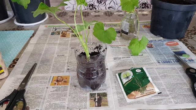 Герань будет пышно цвести круглый год: советы по размножению и подкормки смотреть онлайн