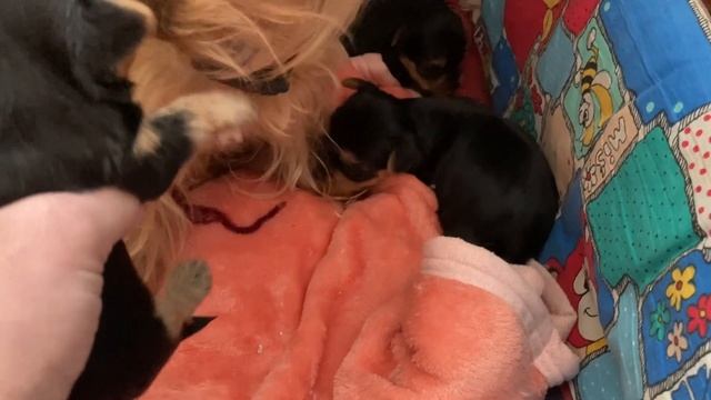 Щенкам йоркширского терьера, 3 недели))) Гретта смотреть онлайн