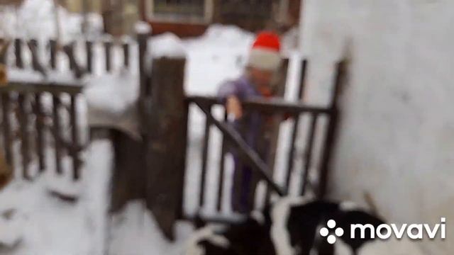 Два теленка под одной коровой. Первая прогулка. смотреть онлайн