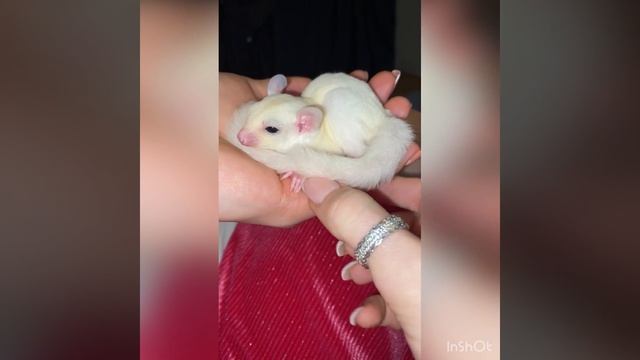 Сахарный поссум засыпает. Белый сахарный поссум. Сумчатое. Экзот. смотреть онлайн