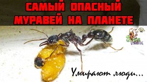 Муравей-бульдог с нуля до первых коконов ● Myrmecia pyriformis