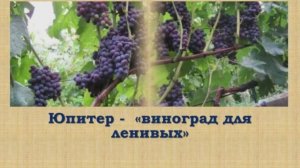 Юпитер -  виноград.