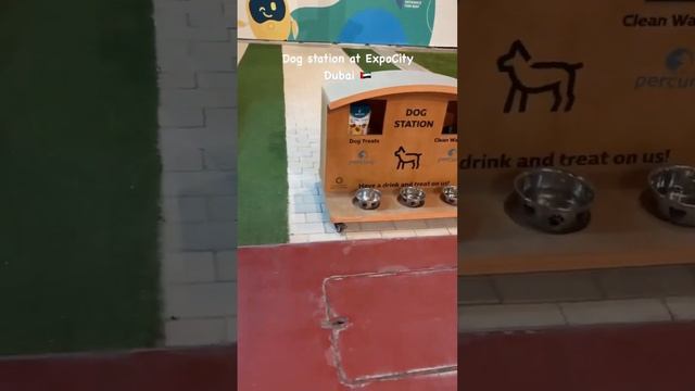 Dubai Travel: Dog station at ExpoCity Dubai ?? #shorts #expocity #expocitydubai смотреть онлайн