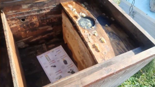 Пчелы на горчице.Скоро зима. смотреть онлайн