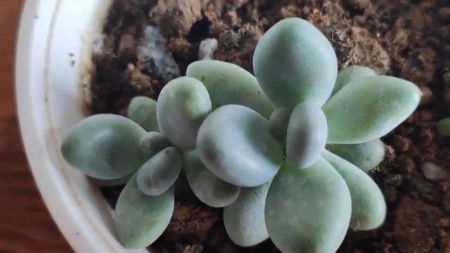 Cool Cool Succulent Plant Moonstone, Pachyphytum oviferum, White Almond смотреть онлайн