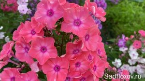 Яркий флокс Лариса, в моем саду