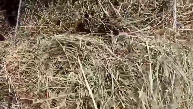 Беде  Чөп  Саман пресс канча сом? Учурдагы Баалар