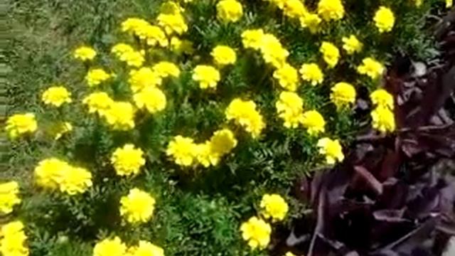 Красочная клумба. смотреть онлайн