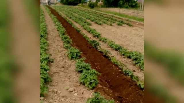 "скоростное окучивание" ежи в помощь. смотреть онлайн