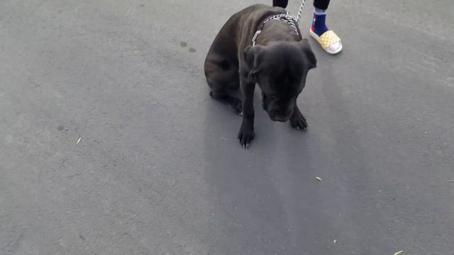 (Cane Corso) Time to introduce the E-Collar. My mental thought process for E-collar introduction. смотреть онлайн