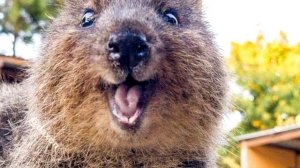 КВОККА ИНТЕРЕСНЫЕ ФАКТЫ