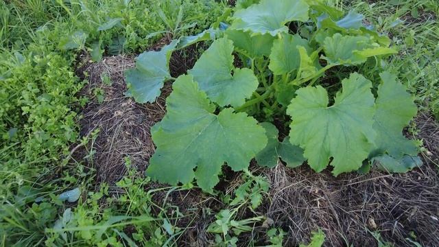 Заросший огород в деревне.Молодая картошка в июле. смотреть онлайн