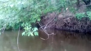 Ловля сома  на поставушку 4.5 кг