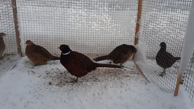 фазаны // зимовка смотреть онлайн