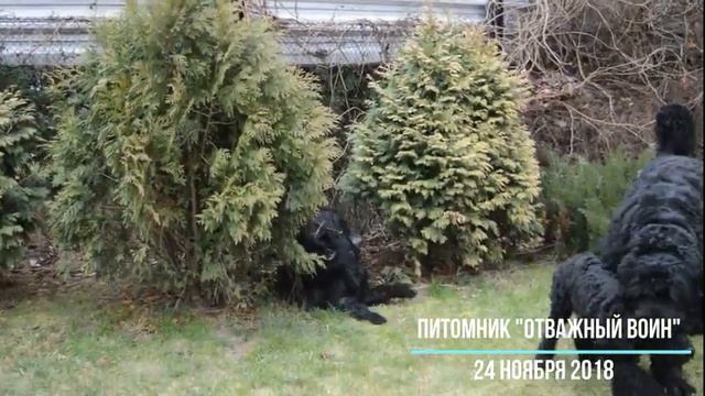 Питомник "Отважный Воин" смотреть онлайн