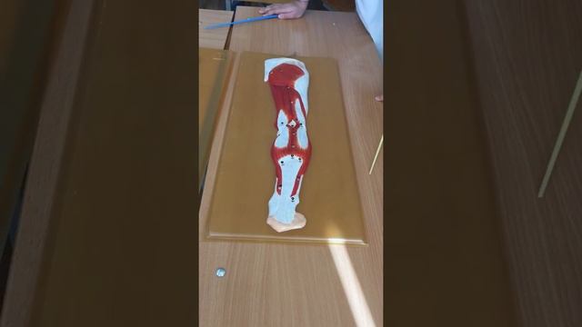 Мышцы 3 смотреть онлайн