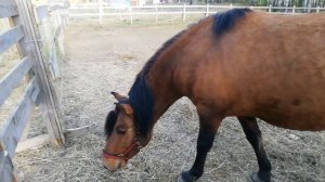 приучение лошади к электропастуху. обзор статик 3м. левада