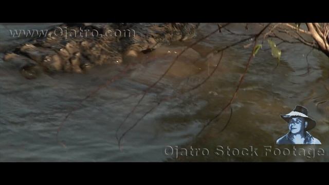 Facts About Turtles 03 смотреть онлайн