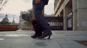 Умная собака. Бельгийский (брюссельский) гриффон. Гарри Шторм. Smart dog. Griffon. Видео 6 из 6