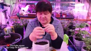 ВИОЛА ВЗОЙДЕТ СПЛОШНЫМ КОВРОМ! КАК ПРАВИЛЬНО ПОСЕЯТЬ СЕМЕНА ВИОЛЫ. ПОСЕВ ВИОЛЫ.