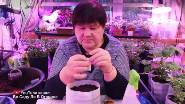 ВИОЛА ВЗОЙДЕТ СПЛОШНЫМ КОВРОМ! КАК ПРАВИЛЬНО ПОСЕЯТЬ СЕМЕНА ВИОЛЫ. ПОСЕВ ВИОЛЫ.