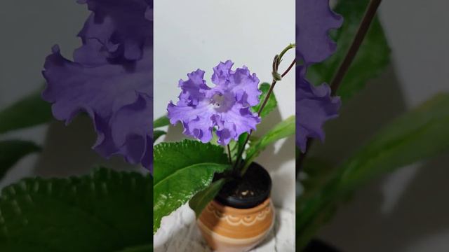 Стрептокарпус СФ-Небо, с растянутым периодом цветения смотреть онлайн