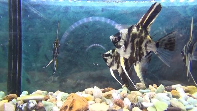 Скалярии от Амазонки до аквариума. смотреть онлайн