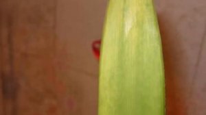 Почему желтеют, темнеют и загнивают листья. Проблемы с листьями Амариллиса!