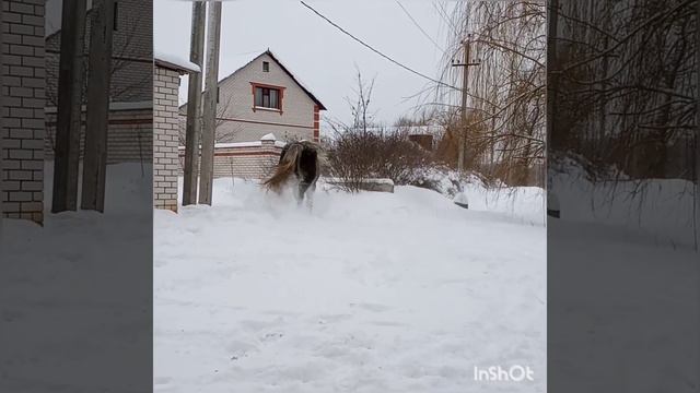 Першерон в г. Урюпинск смотреть онлайн