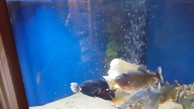 OSCAR VS PIRANHAS | FIGHTING FOR FOOD смотреть онлайн