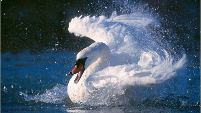 Лебединая верность (часть 2).mpg смотреть онлайн