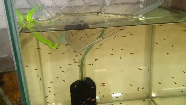 Пересаживаю рыбок! Запускаю новых самок в нерестовик! Филомена - нормально смотреть онлайн