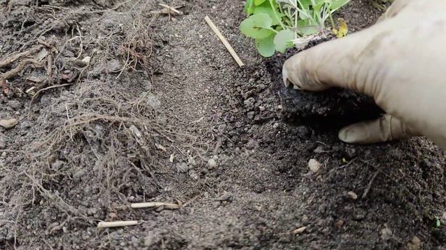 Посадка виолы - история одной  грядки