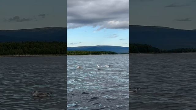 Жра-а-а-аать!!