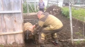 Лечение овец глауберовой солью - ЛПХ Светлая Русь