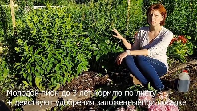 Уход за пионом после цветения. смотреть онлайн