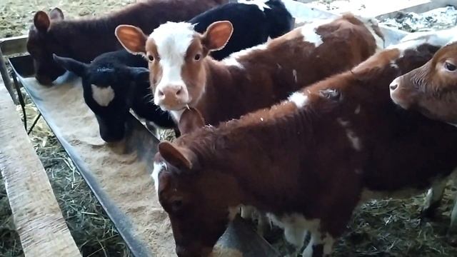 АЙРШИРСКИЕ ТЁЛКИ / КОРМЛЕНИЕ смотреть онлайн