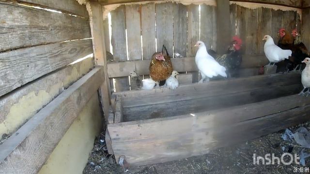 после расставания с хозяином, я снова начала свою мин ферму с нуля . Осталась всего 1 коза/дети смотреть онлайн