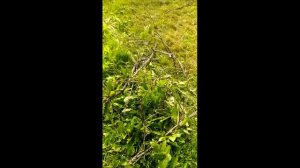 Высоторез Greenworks GPS7220